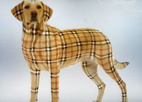 http://www.mydog.su/sites/default/files/5940f1b681e2.jpg