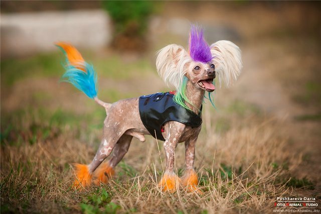 http://www.mydog.su/sites/default/files/cedd373f0c9a.jpg