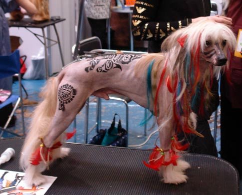 http://www.mydog.su/sites/default/files/df01147ec975.jpg