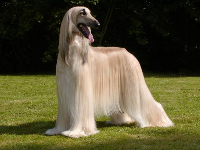 Dog Breeds Afghan Hound Page - JoBSPapa.com