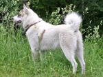 west_siberian_laika.jpg west_siberian_laika.jpg