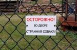 Собака ведет себя неадекватно, сайт о собаках Собака ведет себя неадекватно, сайт о собаках