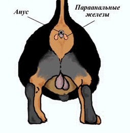 Как почистить железы у собаки в домашних условиях Как почистить железы у собаки в домашних условиях