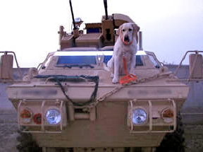 Лабрадор-ретривер: поисково-спасательные собаки