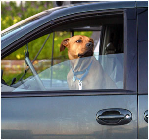 Путешествия на автомобиле с собакой