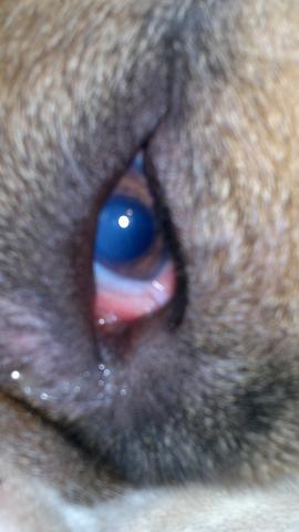 Бельмо на глазу у животного - Симптомы и лечение - Лори Ветклиника