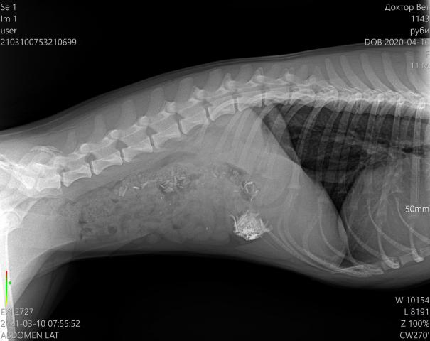 Собака съела рыбу. Склерозирующая фиброплазия ЖКТ кошек. Уз диагностика желудка кошек и собак.