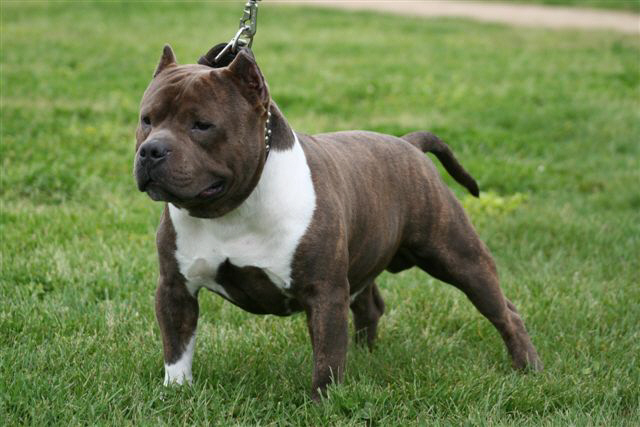 American bully bebe