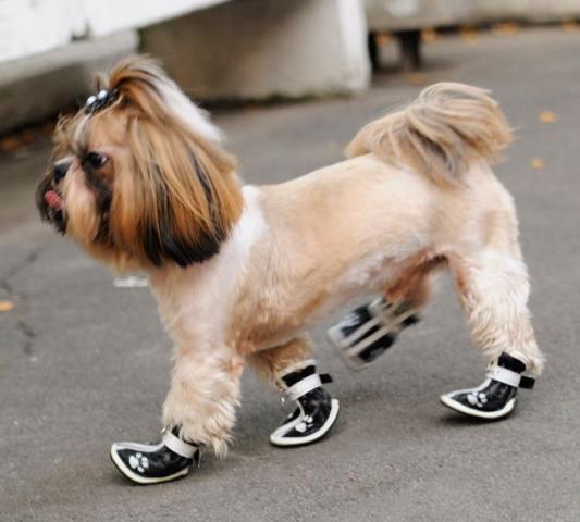 Как определить размер обуви для собак?