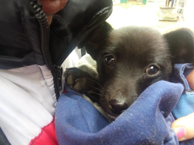 Помогите щенок 3 месяца катается на попе | MyDog.su - сайт о собаках