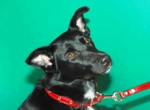 В добрые руки молодая собака Тайра, черная с белой заплаткой на груди, хвостик бубликом