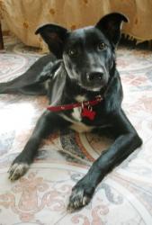 В добрые руки молодая собака Тайра, черная с белой заплаткой на груди, хвостик бубликом