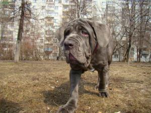 Мастино наполетано девочка 5мес.