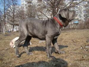 Мастино наполетано девочка 5мес.