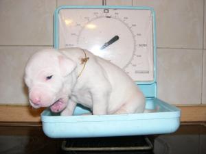 Щенки DOGO ARGENTINO (Аргенитнского мастифа; Аргентинского дога) от Чемпионов