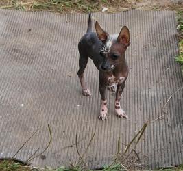 Щенки Мексиканской голой собаки мини-25см