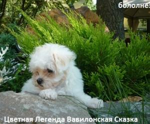 Болонез