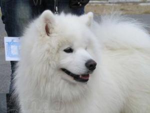 купить щенка самоедской лайки 