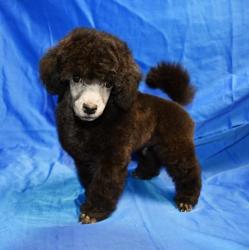 Щенок  пуделя серебристый ДЖЕНТЛИ БОРН  ФЛЭШ РОЯЛЬ  