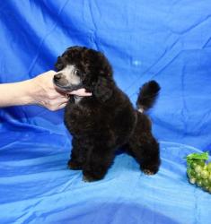 Той пуделя щенок серебристый мальчик  ДЖЕНТЛИ БОРН РЕН 