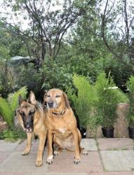Загородная передержка собак в руках профессионалов, 40 км от Мск