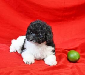 Щенок той пуделя арлекин девочка ДЖЕНТЛИ БОРН ГЮНЕШ  