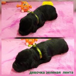Чёрный русский терьер