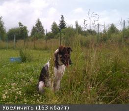 Хулиган и озорник Джерри ищет семью