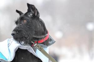 Молодой метис ризеншнауцера в добрые руки!