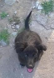 Бим