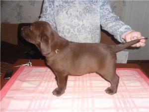 Лабрадор - щенки шоколадного окраса