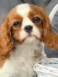 Кавалер кинг чарльз спаниель #кавалер #sale #щенки #кинг #продажа #чарльз #спаниель #бленхейм