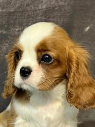 #кавалер #sale #щенки #кинг #продажа #чарльз #спаниель #бленхейм