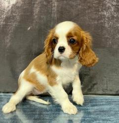 #кавалер #sale #щенки #кинг #продажа #чарльз #спаниель #бленхейм