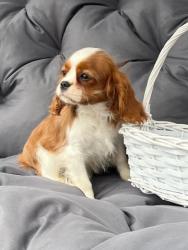 Кавалер кинг чарльз спаниель #кавалер #sale #щенки #кинг #продажа #чарльз #спаниель #бленхейм