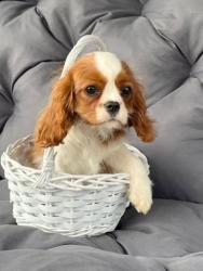 Кавалер кинг чарльз спаниель #кавалер #sale #щенки #кинг #продажа #чарльз #спаниель #бленхейм