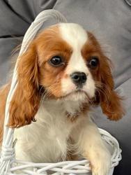 Кавалер кинг чарльз спаниель #кавалер #sale #щенки #кинг #продажа #чарльз #спаниель #бленхейм