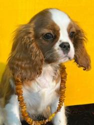 Кавалер кинг чарльз спаниель #кавалер #sale #щенки #кинг #продажа #чарльз #спаниель #бленхейм