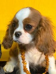 Кавалер кинг чарльз спаниель #кавалер #sale #щенки #кинг #продажа #чарльз #спаниель #бленхейм