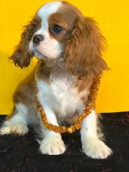 Кавалер кинг чарльз спаниель #кавалер #sale #щенки #кинг #продажа #чарльз #спаниель #бленхейм