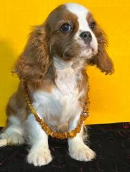 Кавалер кинг чарльз спаниель #кавалер #sale #щенки #кинг #продажа #чарльз #спаниель #бленхейм