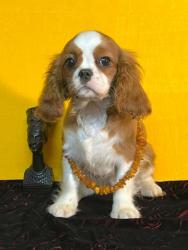 Кавалер кинг чарльз спаниель #кавалер #sale #щенки #кинг #продажа #чарльз #спаниель #бленхейм