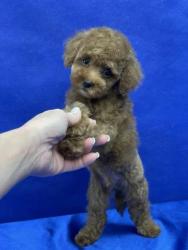 Пуделя щенок той рыжий  АЙВЕНГО 