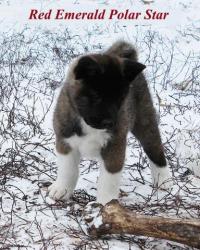 Шоу-класс