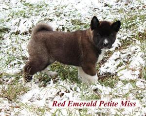 Питомник Американских Акит "RED EMERALD" замечательных плюшевых щенков!