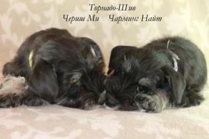 Щенки цвергшнауцера ч/с
