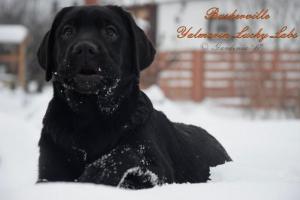 Черные и палевые щенки лабрадора!