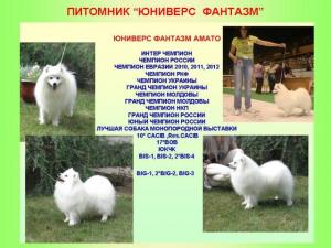 Щенки белоснежного японского шпица