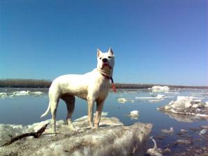 Щенки DOGO ARGENTINO (Аргенитнского мастифа; Аргентинского дога) от Чемпионов