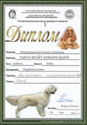 американский кокер спаниель - продам перспективного щенка